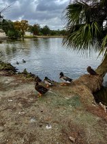Cheap Ducks on Lake in City Park