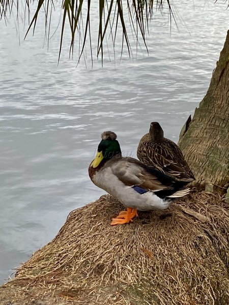 Duck Close Up In City Park